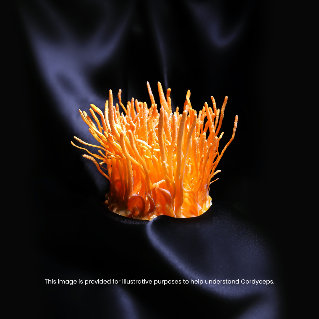 Bonchowi Cordyceps Tea (100g)