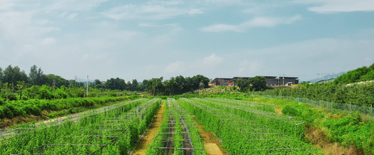 Cheorwon Well-Being: CW&B Farm