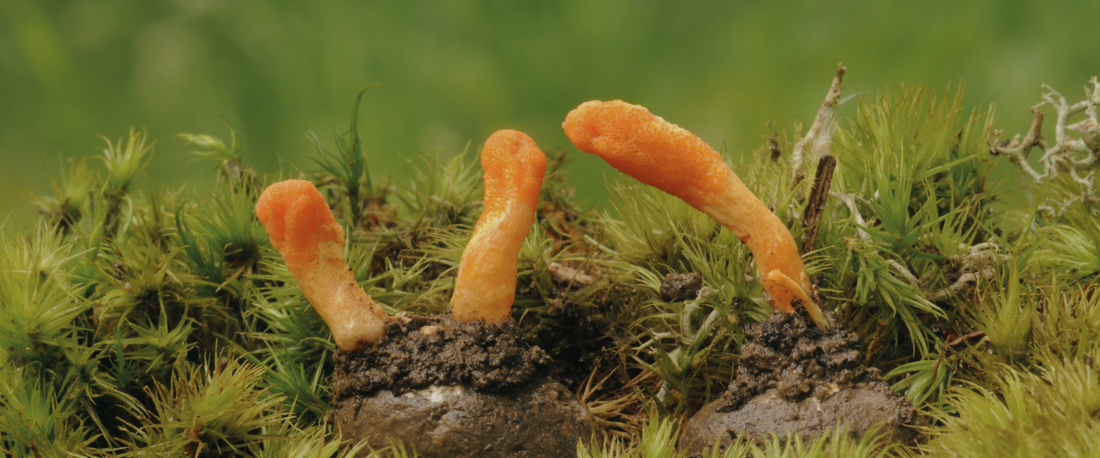 Cordyceps: The Ancient Energy Tonic for Modern Burnout