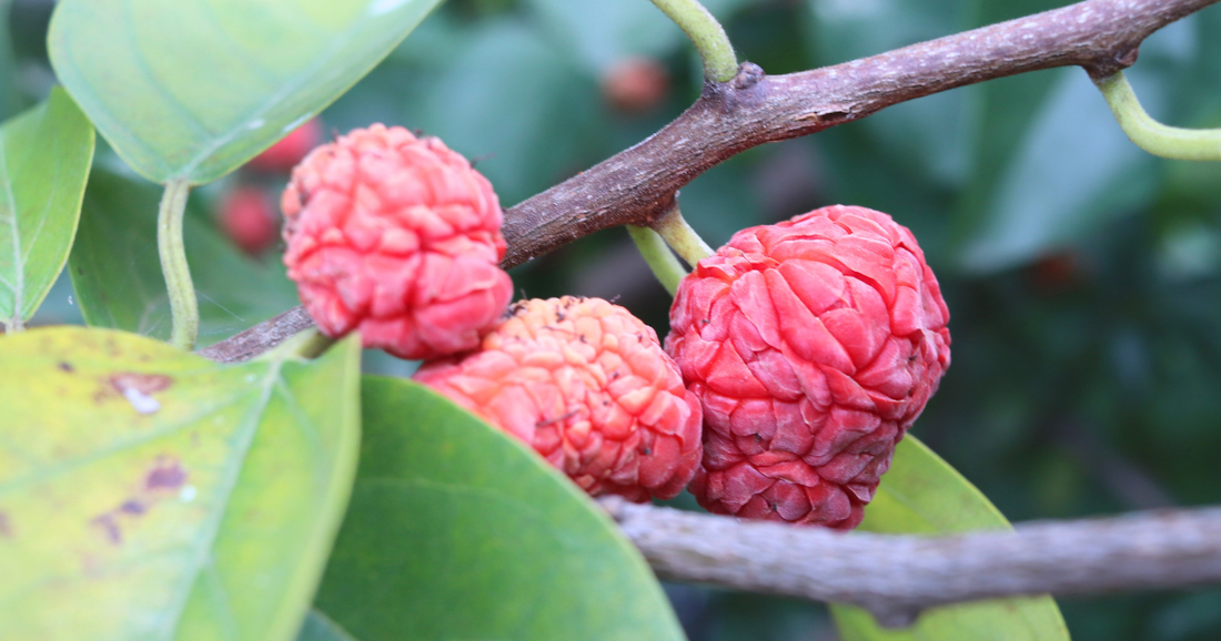 Cudrania Explained: Small Fruit, Big Benefits (with Noblus)