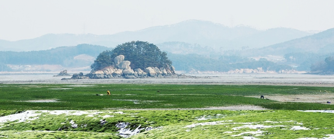 Gamtae: From the Tidal Flats of Seosan, Korea to Tables Around the World