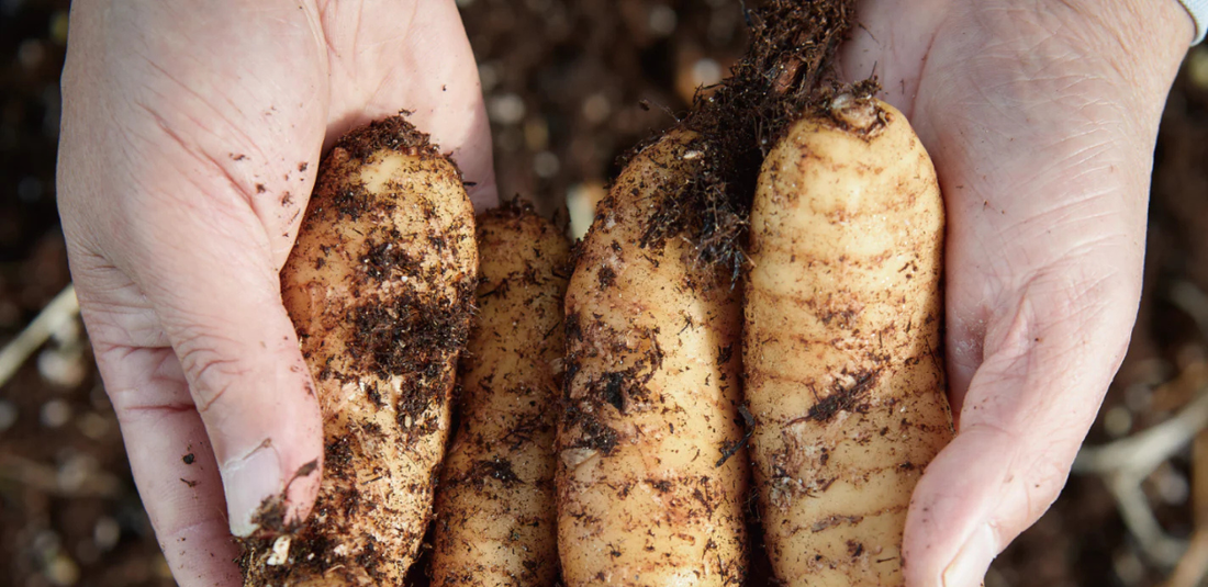 Gastrodia (Ergothioneine): A powerful antioxidant amino acid