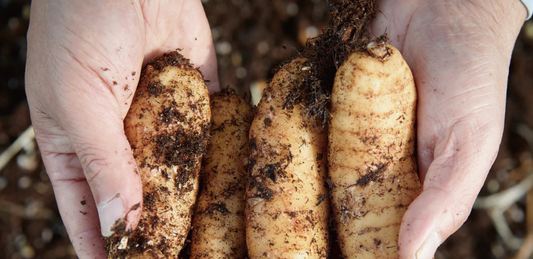 Gastrodia (Ergothioneine): A powerful antioxidant amino acid