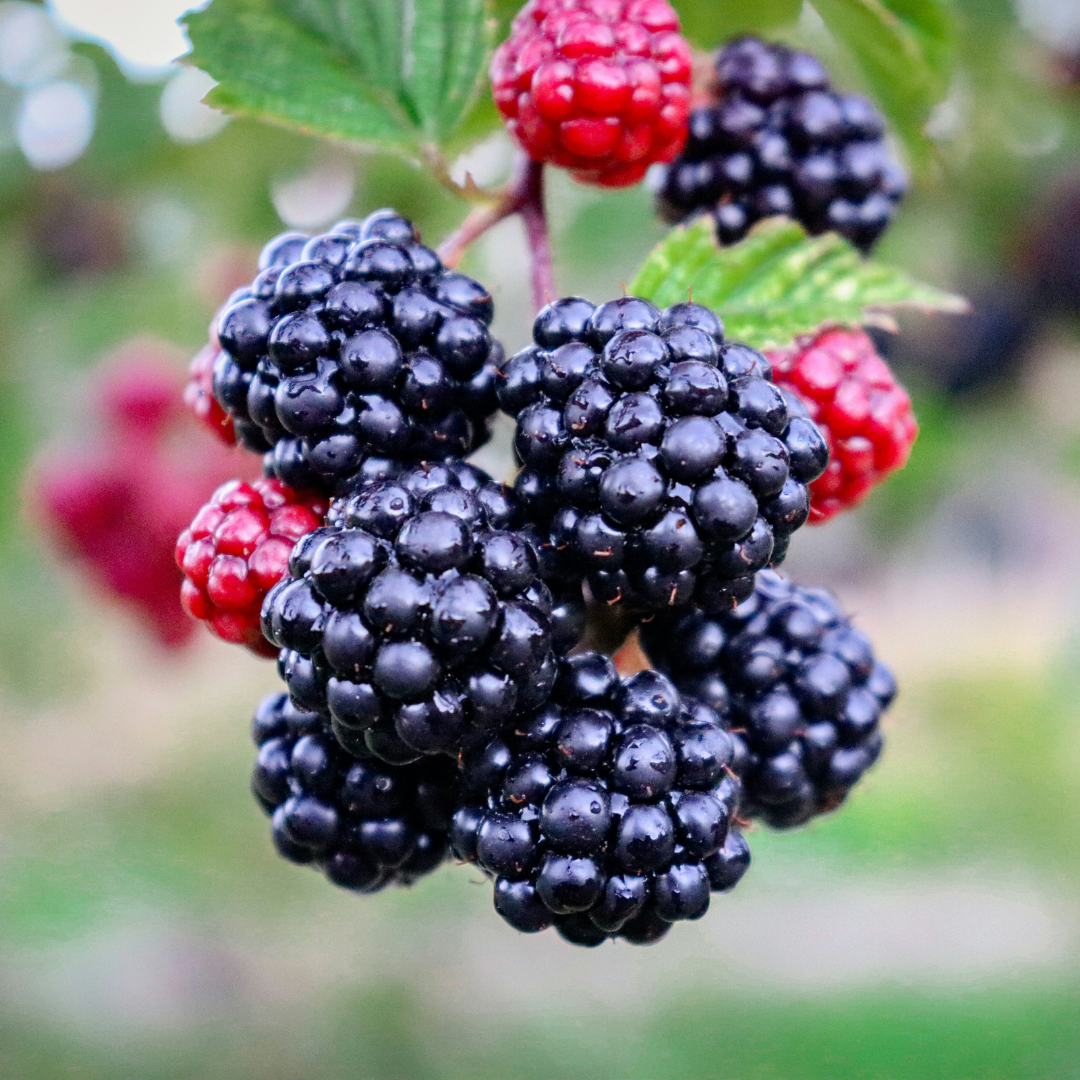 Premium Raspberry Salt (60g) 프리미엄 복분자 소금